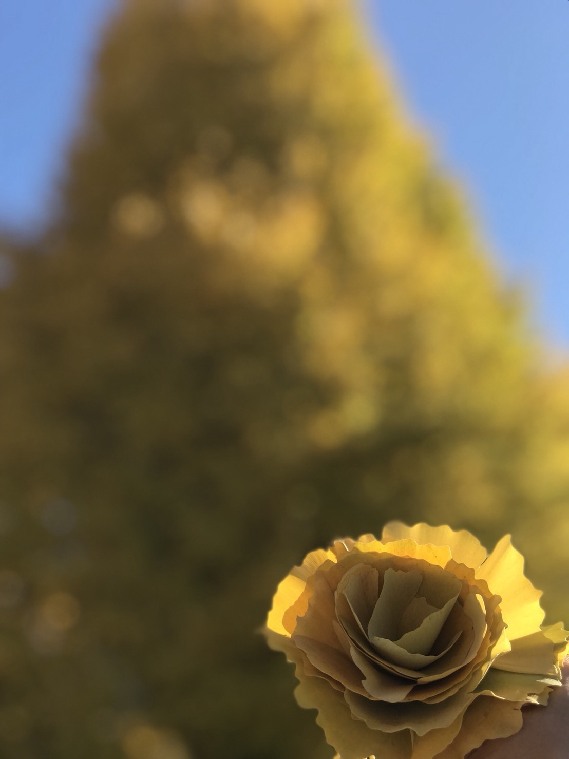 落ち葉からバラの花が咲きました マヌエア山崎 ブログ フラダンス ナヴァイエハー主宰のブログ