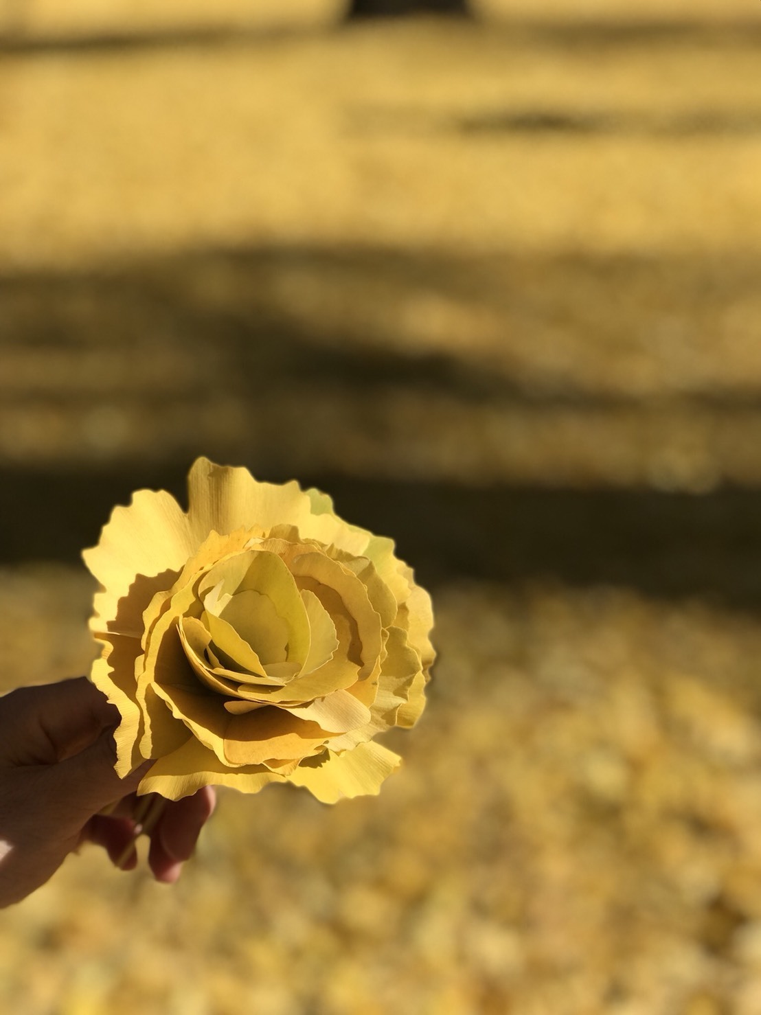 落ち葉からバラの花が咲きました マヌエア山崎 ブログ フラダンス ナヴァイエハー主宰のブログ
